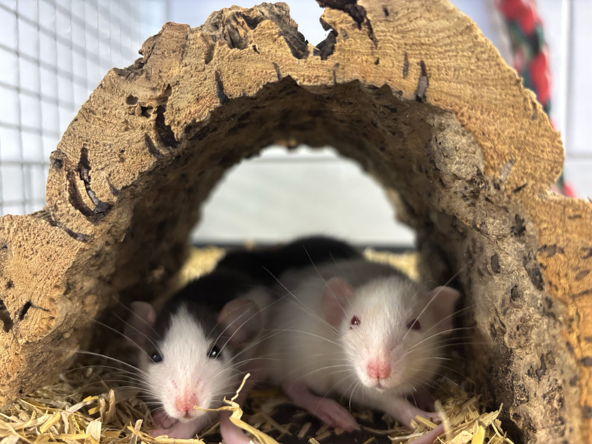 Ratten_signal-2025-06-19-15-28-26-804.jpg